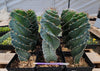 #EC257 EXACT Cereus Spiralis Ornamental Cactus Plant 15" or so!