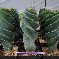 #EC257 EXACT Cereus Spiralis Ornamental Cactus Plant 15" or so!