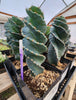 #EC257 EXACT Cereus Spiralis Ornamental Cactus Plant 15" or so!