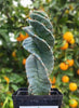 #EC257 EXACT Cereus Spiralis Ornamental Cactus Plant 15" or so!