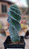 #EC257 EXACT Cereus Spiralis Ornamental Cactus Plant 15" or so!