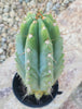 #EC259 EXACT Trichocereus Peruvianus TSSBP Ornamental Cactus 14"