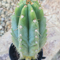 #EC259 EXACT Trichocereus Peruvianus TSSBP Ornamental Cactus 14"