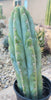 #EC259 EXACT Trichocereus Peruvianus TSSBP Ornamental Cactus 14"