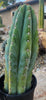 #EC259 EXACT Trichocereus Peruvianus TSSBP Ornamental Cactus 14"