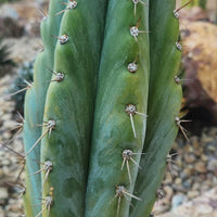 #EC259 EXACT Trichocereus Peruvianus TSSBP Ornamental Cactus 14"