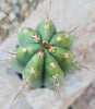 #EC259 EXACT Trichocereus Peruvianus TSSBP Ornamental Cactus 14"