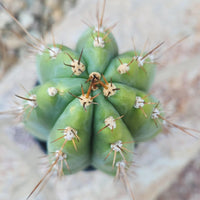 #EC259 EXACT Trichocereus Peruvianus TSSBP Ornamental Cactus 14"