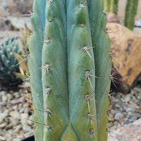 #EC259 EXACT Trichocereus Peruvianus TSSBP Ornamental Cactus 14"