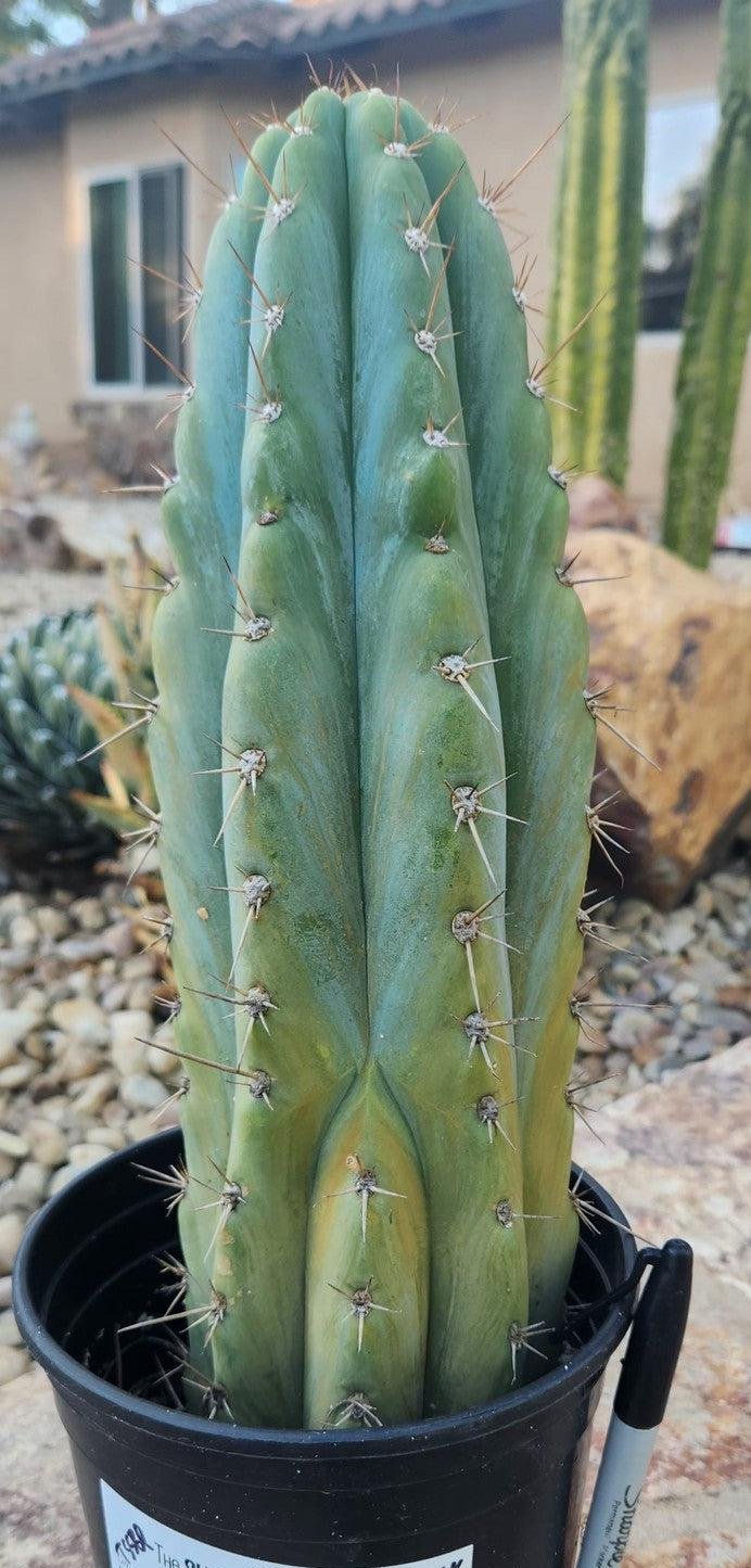 #EC259 EXACT Trichocereus Peruvianus TSSBP Ornamental Cactus 14"