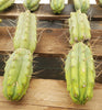 #EC26 EXACT Trichocereus Bridgesii Jiimz Cactus Plant CUTTINGS various sizes