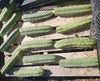 #EC26 EXACT Trichocereus Bridgesii Jiimz Cactus Plant CUTTINGS various sizes