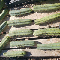 #EC26 EXACT Trichocereus Bridgesii Jiimz Cactus Plant CUTTINGS various sizes