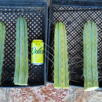 #EC26 EXACT Trichocereus Bridgesii Jiimz Cactus Plant CUTTINGS various sizes