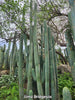 #EC26 EXACT Trichocereus Bridgesii Jiimz Cactus Plant CUTTINGS various sizes