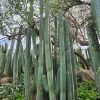 #EC26 EXACT Trichocereus Bridgesii Jiimz Cactus Plant CUTTINGS various sizes