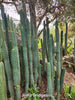 #EC26 EXACT Trichocereus Bridgesii Jiimz Cactus Plant CUTTINGS various sizes