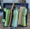 #EC26 EXACT Trichocereus Bridgesii Jiimz Cactus Plant CUTTINGS various sizes