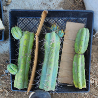 #EC26 EXACT Trichocereus Bridgesii Jiimz Cactus Plant CUTTINGS various sizes