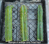 #EC26 EXACT Trichocereus Bridgesii Jiimz Cactus Plant CUTTINGS various sizes