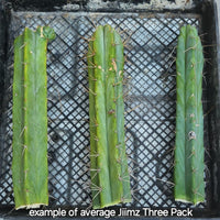 #EC26 EXACT Trichocereus Bridgesii Jiimz Cactus Plant CUTTINGS various sizes