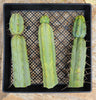 #EC26 EXACT Trichocereus Bridgesii Jiimz Cactus Plant CUTTINGS various sizes