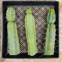 #EC26 EXACT Trichocereus Bridgesii Jiimz Cactus Plant CUTTINGS various sizes