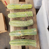 #EC26 EXACT Trichocereus Bridgesii Jiimz Cactus Plant CUTTINGS various sizes