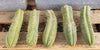 #EC26 EXACT Trichocereus Bridgesii Jiimz Cactus Plant CUTTINGS various sizes