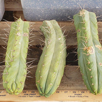 #EC26 EXACT Trichocereus Bridgesii Jiimz Cactus Plant CUTTINGS various sizes