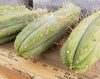 #EC26 EXACT Trichocereus Bridgesii Jiimz Cactus Plant CUTTINGS various sizes