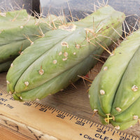 #EC26 EXACT Trichocereus Bridgesii Jiimz Cactus Plant CUTTINGS various sizes