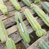 #EC26 EXACT Trichocereus Bridgesii Jiimz Cactus Plant CUTTINGS various sizes