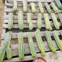 #EC26 EXACT Trichocereus Bridgesii Jiimz Cactus Plant CUTTINGS various sizes