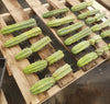 #EC26 EXACT Trichocereus Bridgesii Jiimz Cactus Plant CUTTINGS various sizes