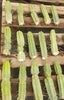 #EC26 EXACT Trichocereus Bridgesii Jiimz Cactus Plant CUTTINGS various sizes