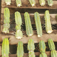 #EC26 EXACT Trichocereus Bridgesii Jiimz Cactus Plant CUTTINGS various sizes