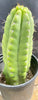 #EC262 EXACT Trichocereus Pachanoi Monstrose TPM Cactus 10"