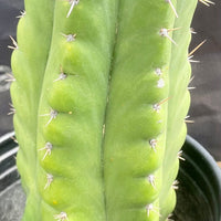 #EC262 EXACT Trichocereus Pachanoi Monstrose TPM Cactus 10"