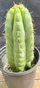 #EC262 EXACT Trichocereus Pachanoi Monstrose TPM Cactus 10"