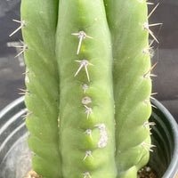 #EC262 EXACT Trichocereus Pachanoi Monstrose TPM Cactus 10"