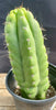 #EC262 EXACT Trichocereus Pachanoi Monstrose TPM Cactus 10"