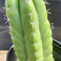 #EC262 EXACT Trichocereus Pachanoi Monstrose TPM Cactus 10"