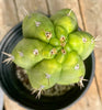 #EC262 EXACT Trichocereus Pachanoi Monstrose TPM Cactus 10"