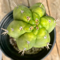 #EC262 EXACT Trichocereus Pachanoi Monstrose TPM Cactus 10"