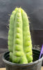 #EC262 EXACT Trichocereus Pachanoi Monstrose TPM Cactus 10"