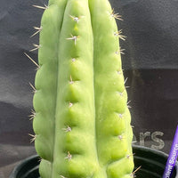 #EC262 EXACT Trichocereus Pachanoi Monstrose TPM Cactus 10"