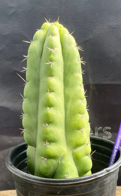 #EC262 EXACT Trichocereus Pachanoi Monstrose TPM Cactus 10