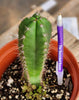 #EC265 EXACT Trichocereus Hybrid  Pachanoi Jessica X Pachanoi Kimnach Cactus Plant 6.5"