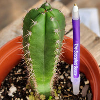 #EC265 EXACT Trichocereus Hybrid  Pachanoi Jessica X Pachanoi Kimnach Cactus Plant 6.5"